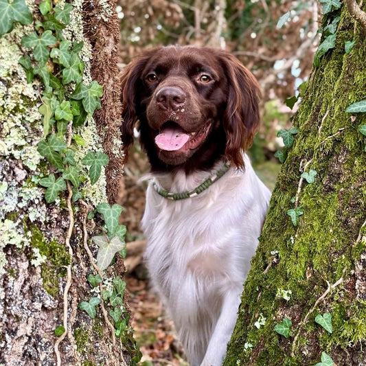 Collier Rond Anti-Tiques EM