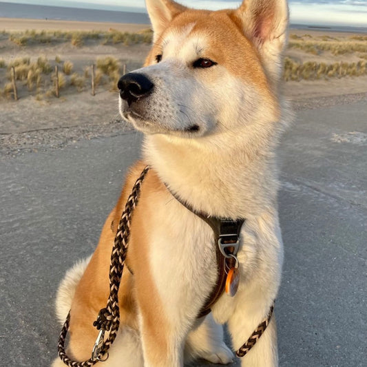 Laisse Multiposition "Harper"