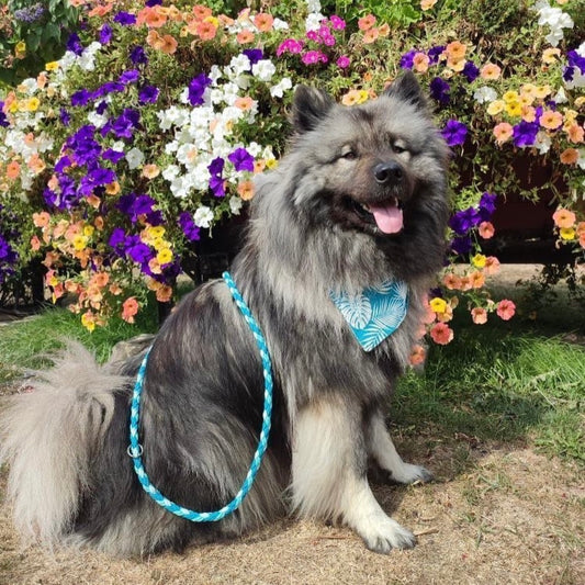 Laisse Multiposition "Mystic"