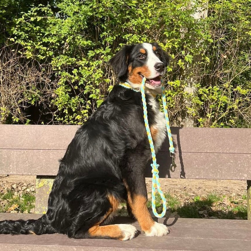 Laisse "Nala"